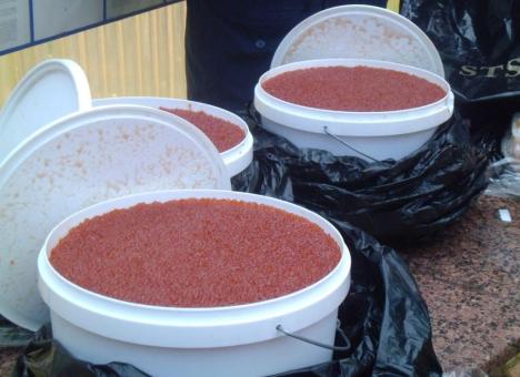 Красную икру теперь можно «добыть» на Луганщине 