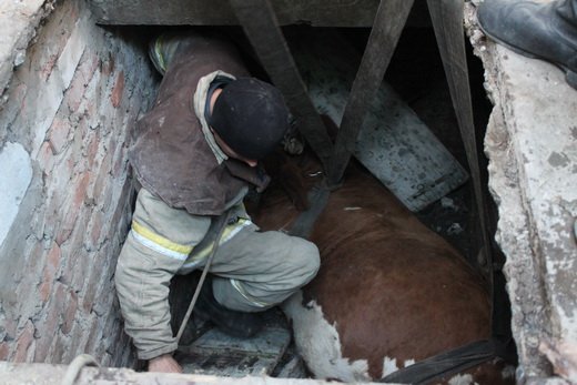 На Луганщине 15 спасателей боролись за жизнь… коровы