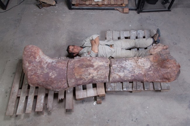 кость динозавра Dreadnoughtus schrani
