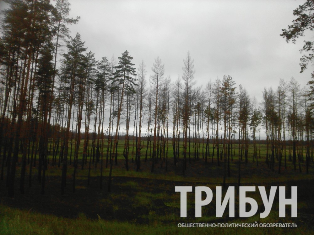 лес