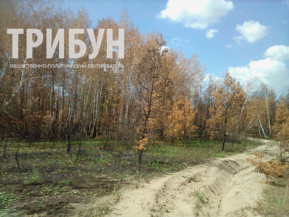 лес