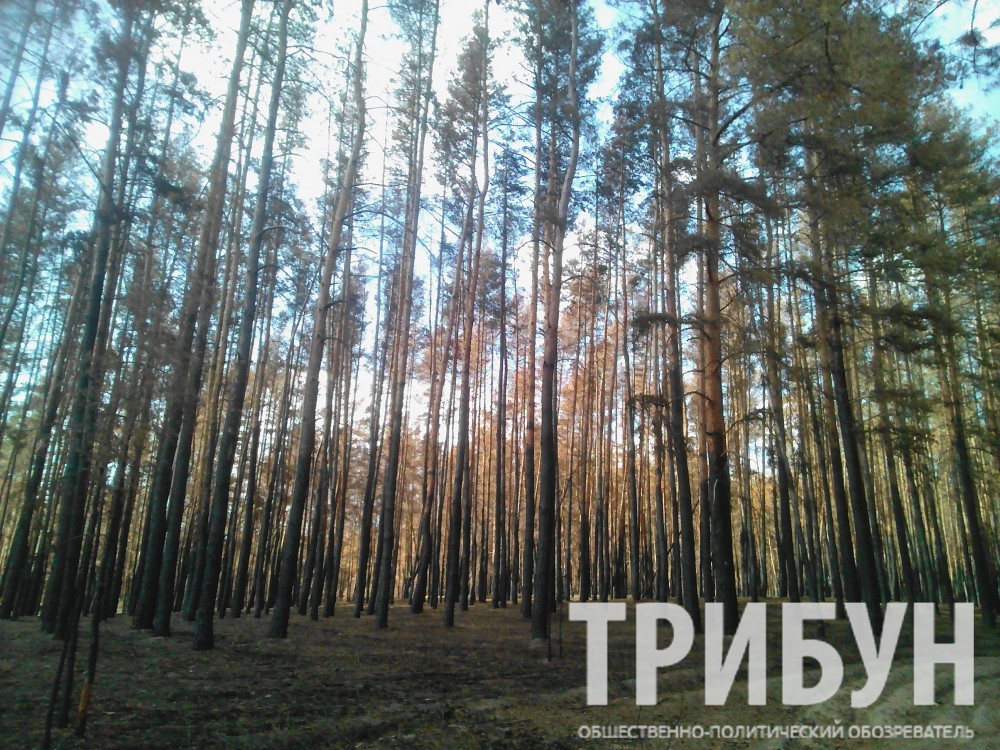 лес