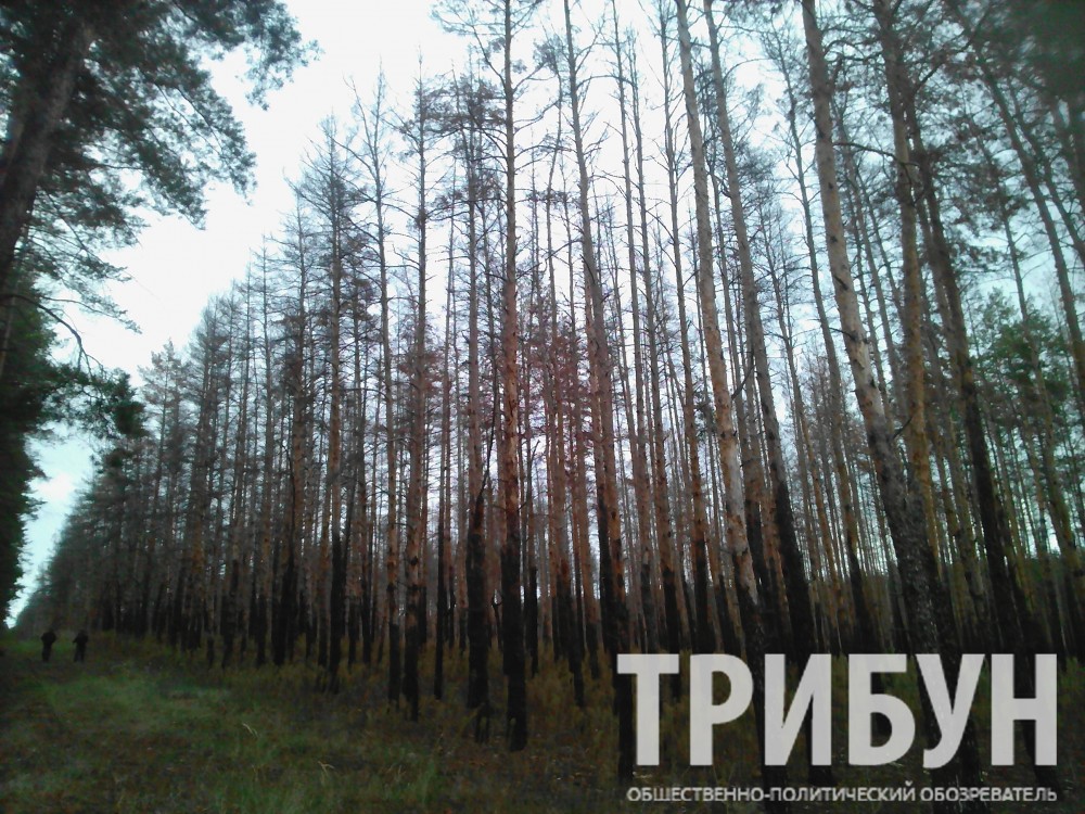 лес
